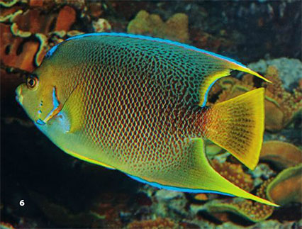 This image was included in our print issue as a Queen, but is not. While a few might say "well, could this be a hybrid", we believe this is actually a mid-sized adult Blue Angelfish; note the pectoral fins are not quite yet mostly blue, and the body coloration is still filling in over the juvenile's solid white tail. We may never know 100%, but what we can say with authority is that this isn't a representative example of a pure Queen Angelfish.