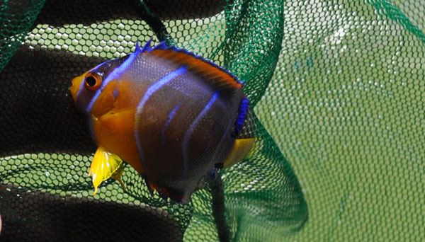 A very small Queen Angelfish showing heavily curved bars and more vibrant / orange coloration. Image by Matt Pedersen