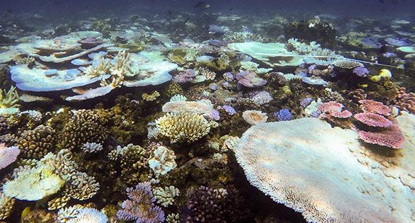 2016: Worst Bleaching in History on GBR