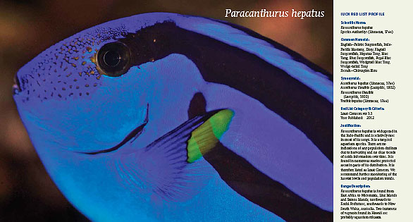 CORAL Magazine New Issue “Hippo Tangs” Inside Look