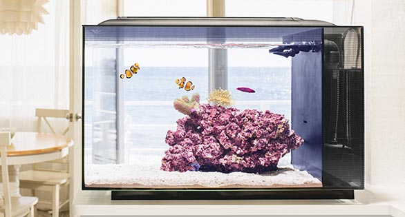 Biota Aquariums’ Turnkey Reefs For Beginning Aquarists