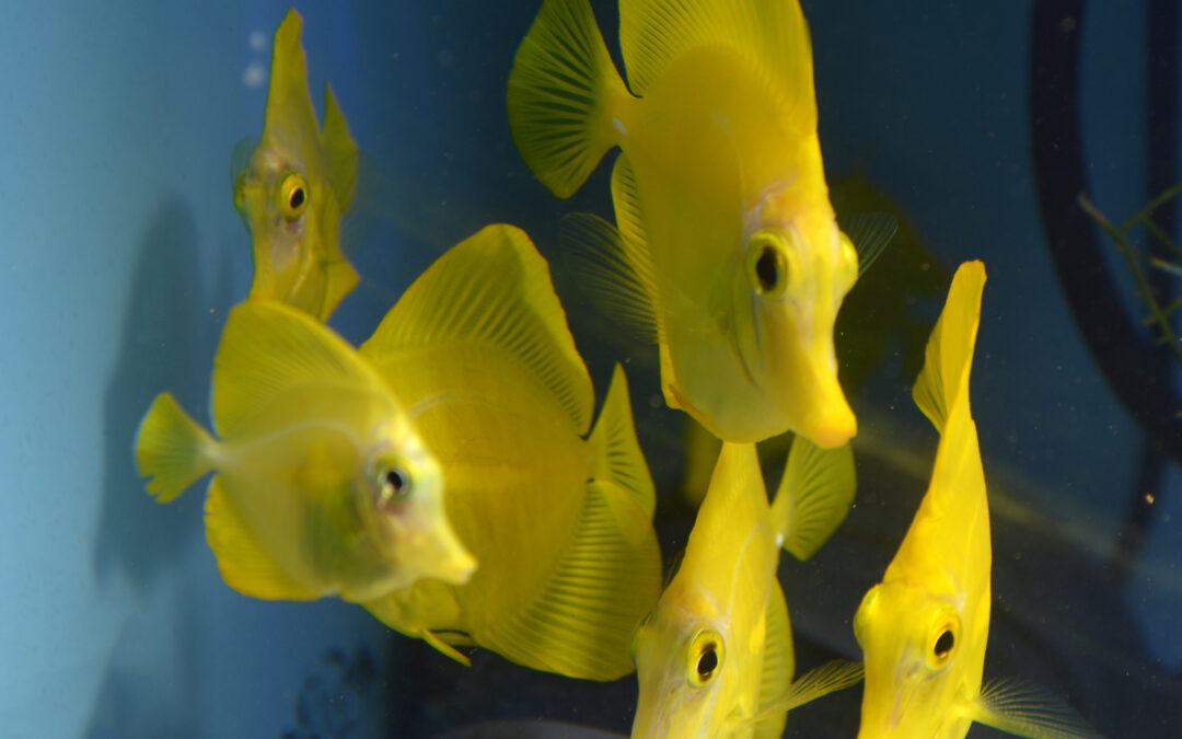 Reflecting on the First Captive Bred Yellow Tangs