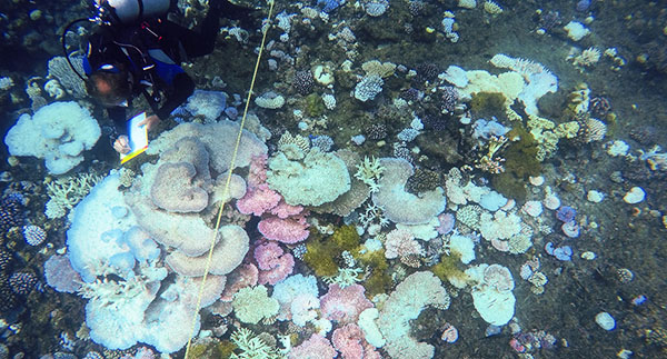 Extensive bleaching of corals on the Great Barrier Reef recorded in March 2016. Image: Coralcoe.