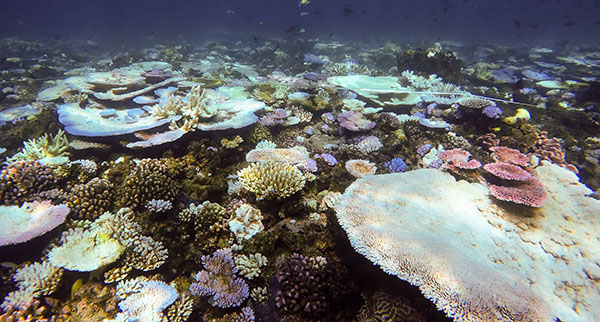 Underwater surveys show that the reef is more than 60% bleached, matching the extent of bleaching detected by aerial surveys. Image: ARC Centre of Excellence for Coral Reef Studies / Cassandra Thompson.