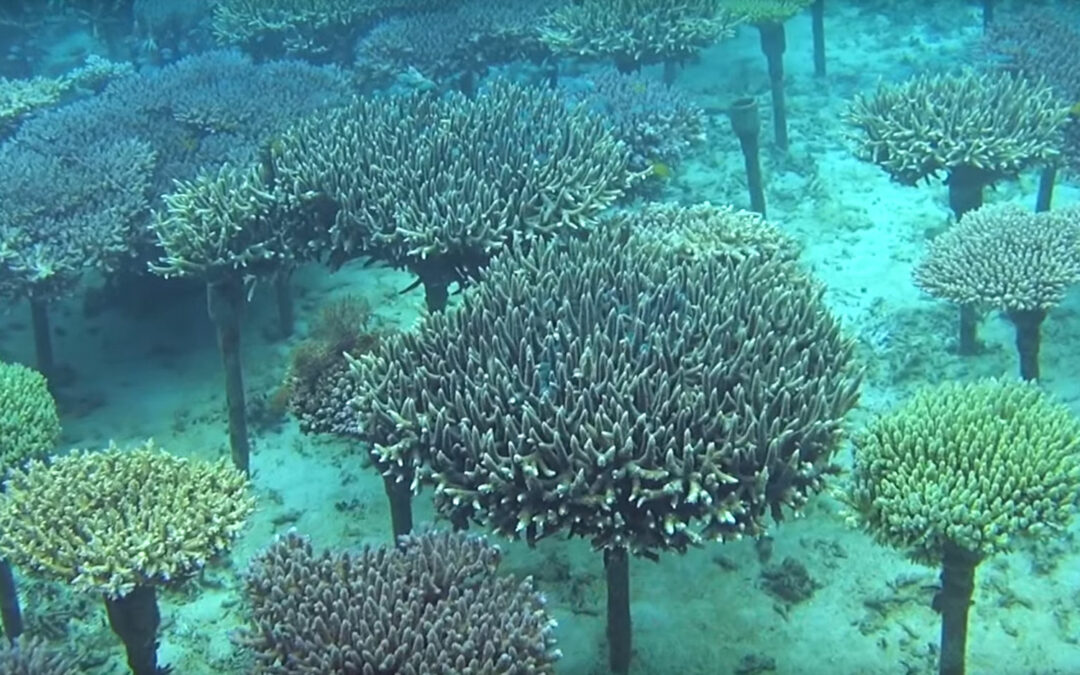 Video: Diving Okinawa; Coral Reefs & Mariculture Surprise