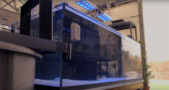 VIDEO: So you want to start a reef tank?