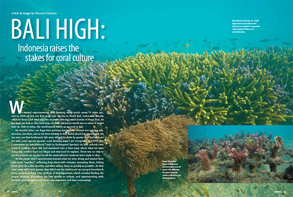 VIDEO & Excerpt: Bali High & Hidden Gardens – Indonesia Coral Farming