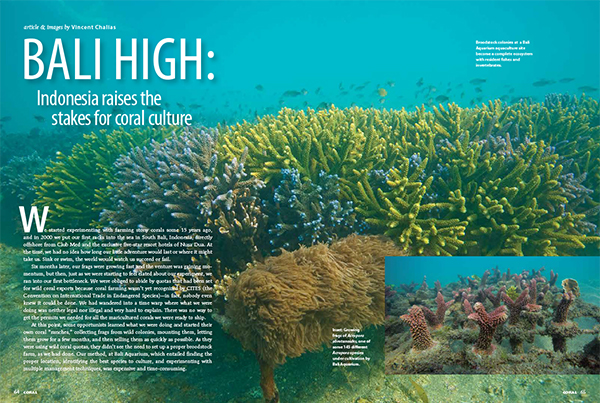 Thriving corals being farmed by Bali Aquarium in Indonesia. Image: Vincent Chalias.