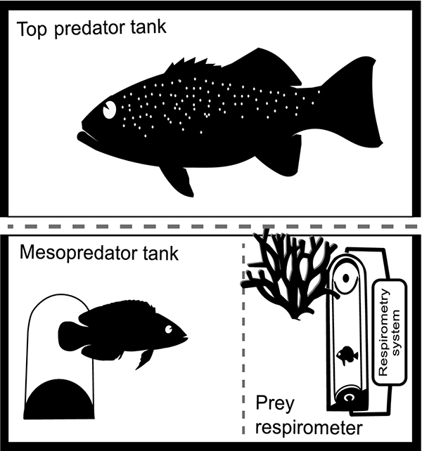 Experimental set-up used to assess the indirect interactions between a three-level food web of coral reef fish. The set-up includes (a) a top predator tank to hold the top predator (coral trout, Plectropomus leopardus) or the non-predator (thicklip wrasse, Hemigymnus melapterus) and (b) a mesopredator tank where the mesopredator (dottyback, Pseudochromis fuscus) or the small non-predator (goby, Amblygobius phalaena) could swim freely and interact with top predator and/or prey. Each mesopredator tank contained a layer of sand, a shelter for the mesopredator, a resin branching coral and a respirometry chamber to hold the resource prey (damselfish juveniles, Pomacentrus amboinensis). A removable opaque panel was positioned between the top predator and mesopredator tanks (grey discontinuous line) allowing an exchange of visual cues only when it was removed. A second panel divided the mesopredator tank, and only with its removal could the mesopredator approach and interact with the damselfish.