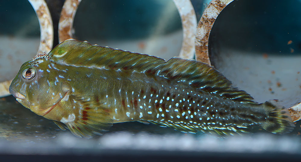 Male Molly Millers can really be a stunning fish if you give them a chance!