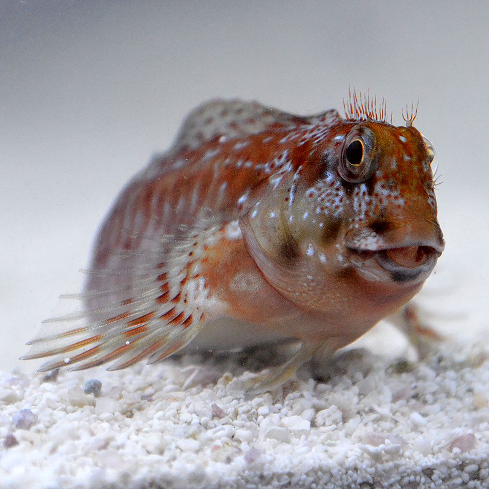 A rust-colored captive-bred Molly Miller Blenny greets visitors at the Lake Superior Zoo.