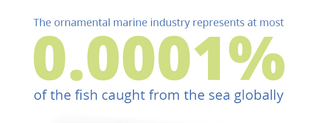 The ornamental marine industry represents at most 0.0001% of the fish caught from the sea globally