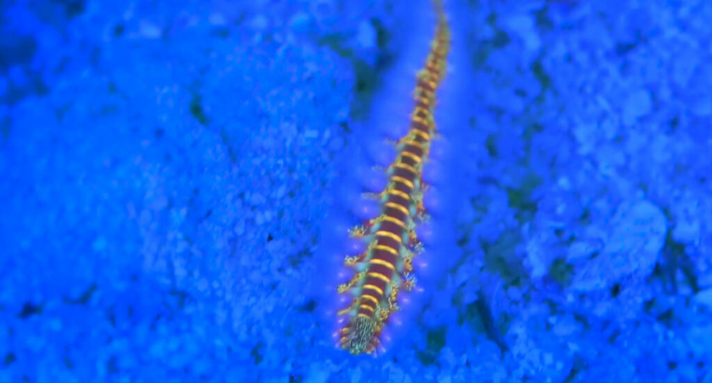 Fluorescing polycheate worms? The newest gotta-have invert for your zoanthid garden?