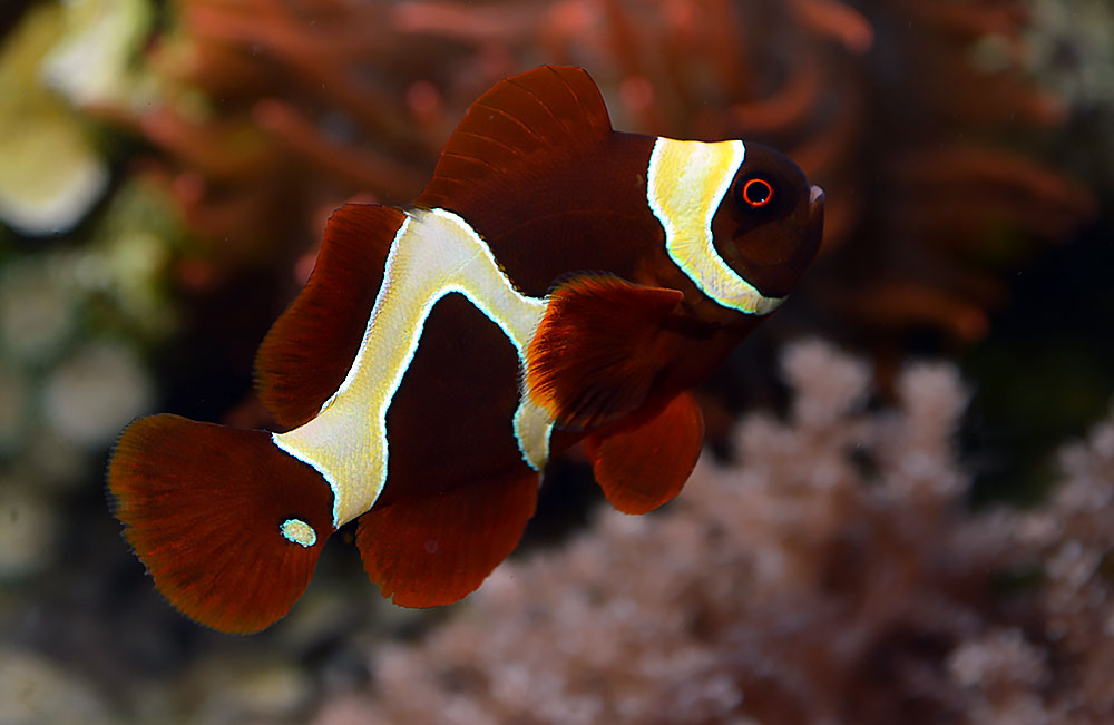 Is it possible the Gold Flake Maroon Clownfish represents a genetic midpoint between a wild-type GSM and a Gold Nugget Maroon?