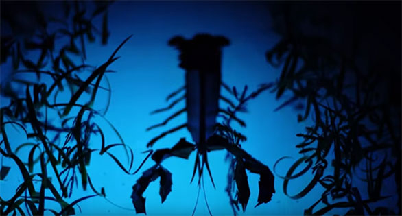 Animated shadow puppet film on the sensory lives of Lobsters? Pretty darn cool if you ask us!