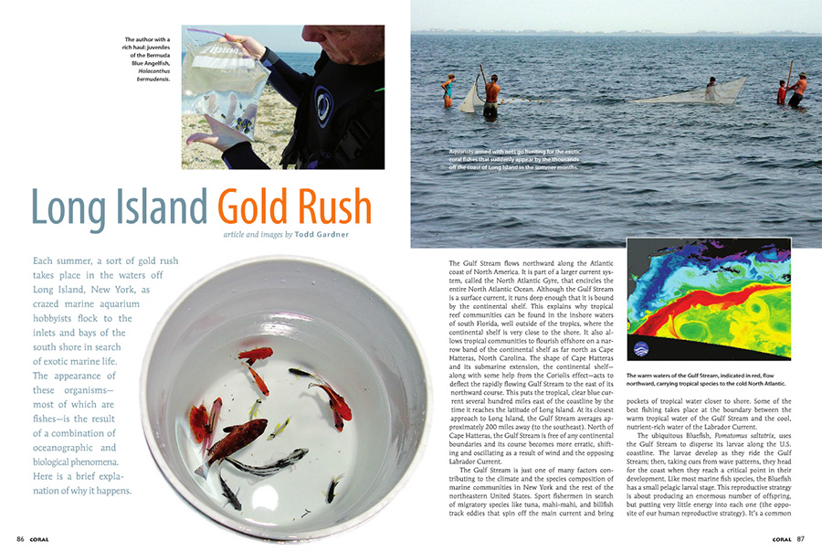 The opening pages of Long Island Gold Rush, by Todd Gardner, from the May/June 2012 issue of CORAL Magazine.