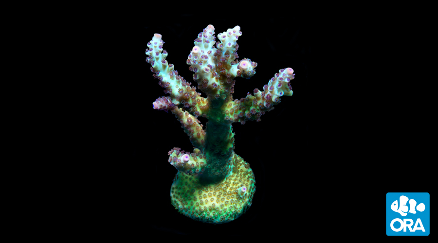 ORA's latest coral cultivar introduction—Laura's Purple Polyp Acropora