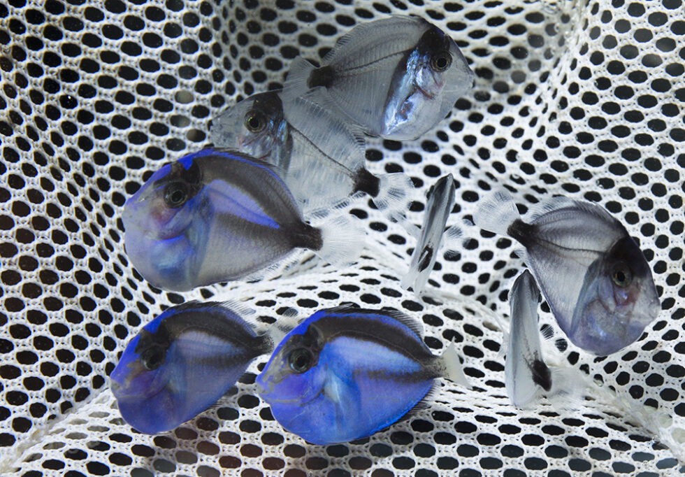Breeding Pacific Blue Hepatus Tangs A Short History CORAL Magazine breeding-pacific-blue-hepatus-tangs-a-short-history-coral-magazine