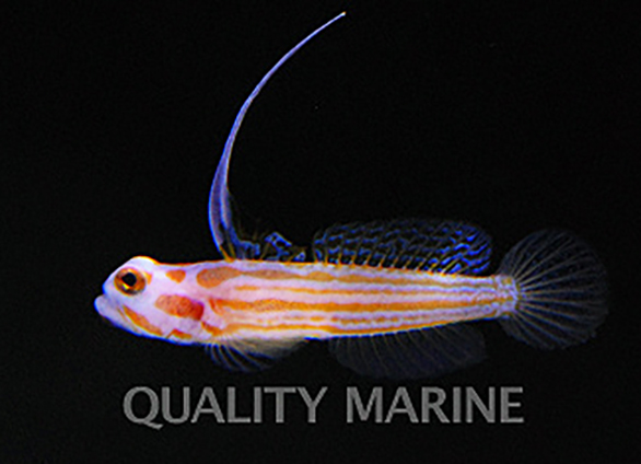 Quality Marine debuts commercial availability of captive-bred Yasha Goby, Stonogobiops yasha.