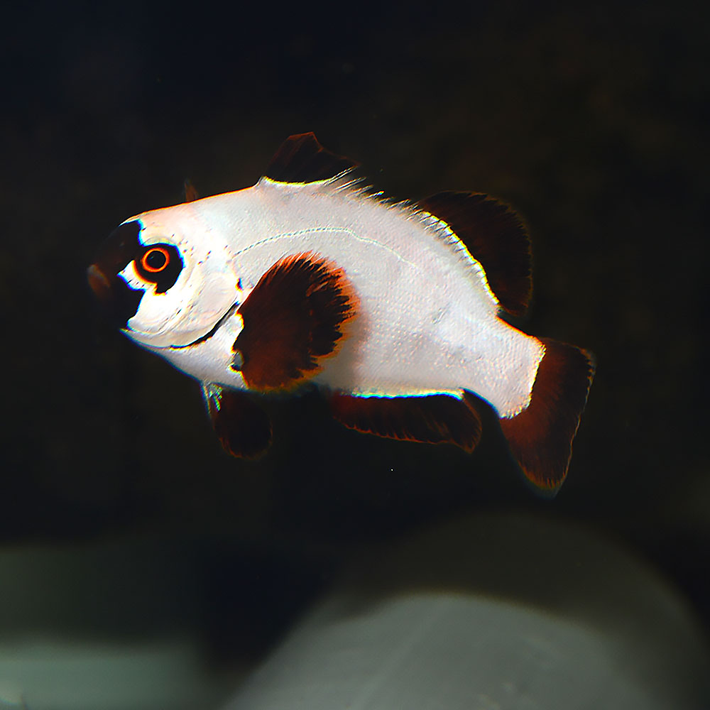 A juvenile Gold Nugget Maroon Clownfish, reared by Proaquatix, shows the white coloration of juveniles.
