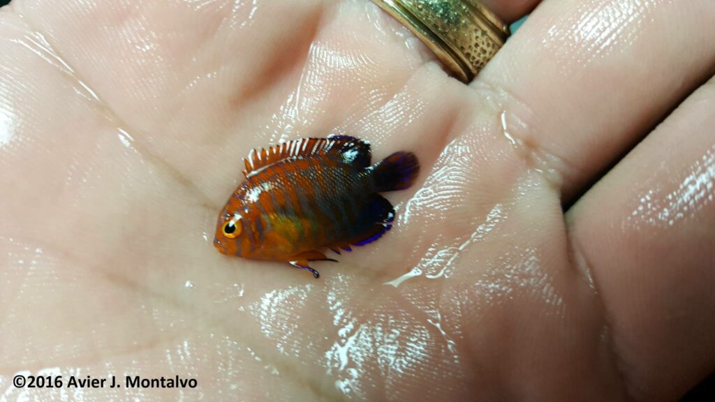 A fully colored captive-bred juvenile Potter's Angelfish, Centropyge potteri, at 73 days post hatch.
