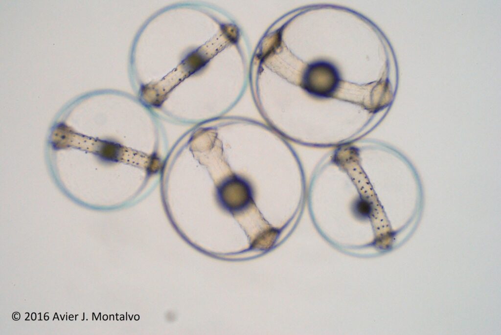 Developing embryos of Centropyge potteri and another undentified species (Centropyge eggs have the black-spotted embryos).