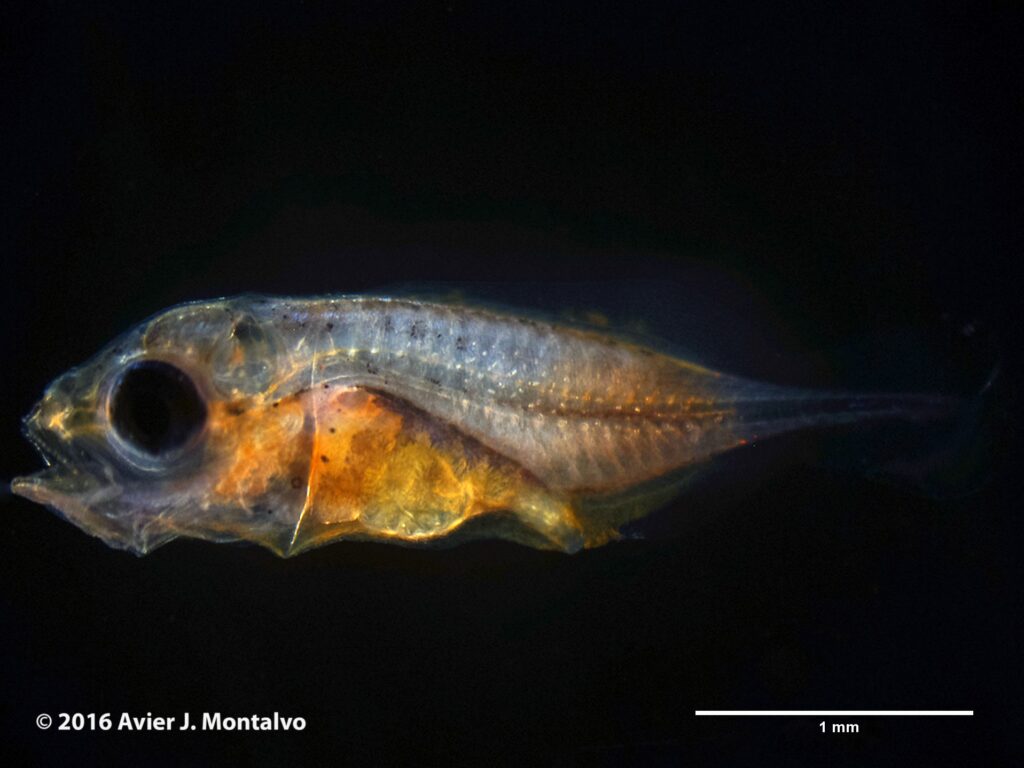 At 3 dph there were quite a few reddish larvae present. After adding the first feeding of copepod nauplii and background algae, they appeared to be active and feeding well. Pictured here at 10dph, at a length of approximately 3.35mm (NL), the larvae had well developed eyes, mouth, and gut, which was full of copepod nauplii. All signs of a great start!! - via Rising Tide