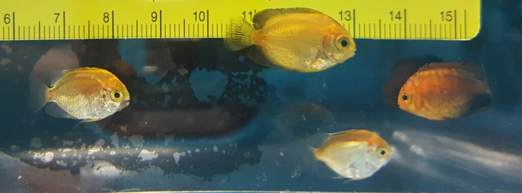 Settled captive-bred Potter's Angelfish starting to transform into juvenile coloration at 62 days post hatch.