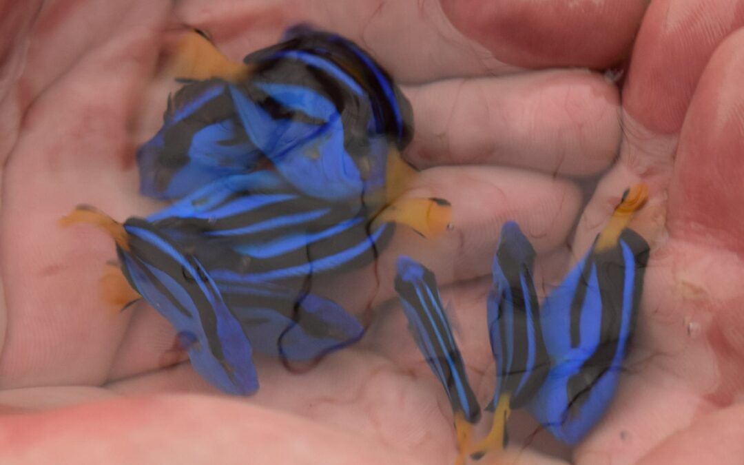 Dynasty Marine to Auction Captive-Bred Pacific Blue Tangs