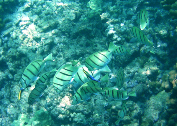 Manini and Cleaner Wrasse at Lawai - image by Pat McGrath - CC-BY-2.0