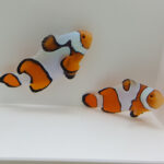New Salva Dali Clownfish (Amphiprion Percularis (Dv/+)) from Sustainable Aquatics