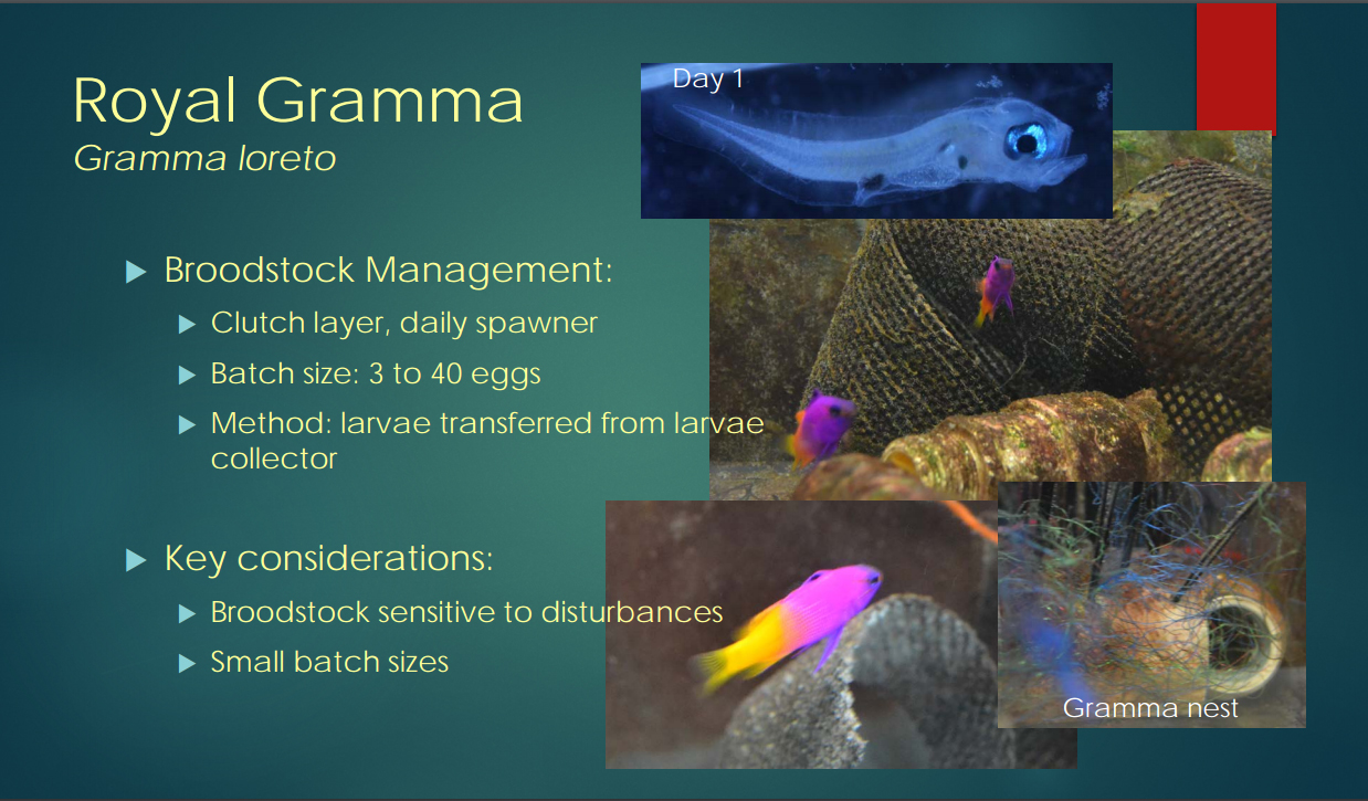 A glimpse into the aquaculture of the Royal Gramma, Gramma loreto