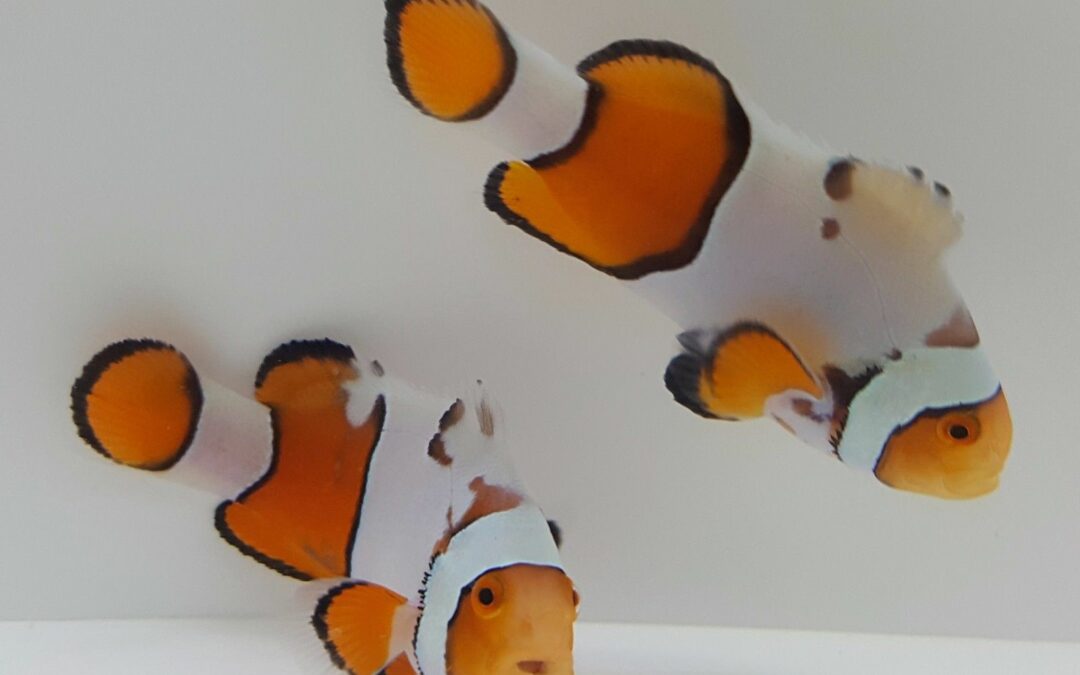 New SalvaDali Clownfish, Latest Hybrid from SA