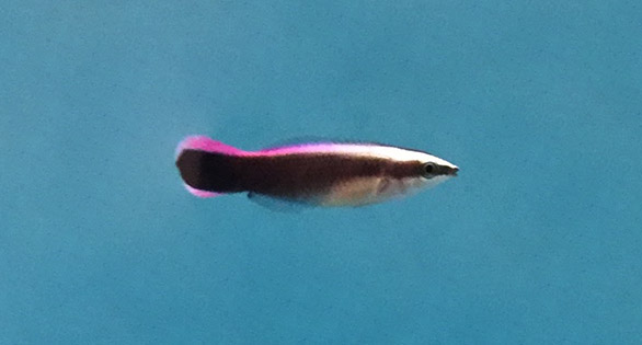 Hawaiian Cleaner Wrasse, captive-bred, 118 days post hatch.