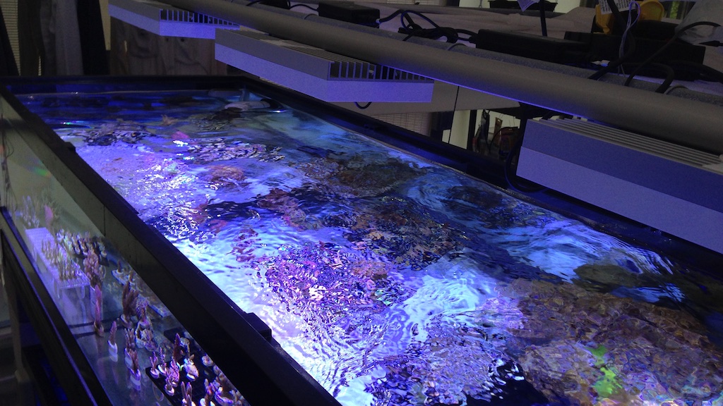 The Deep Dive Into Reef Aquarium Lighting