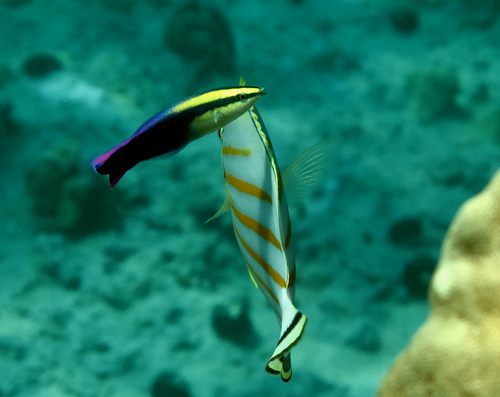 A Hawaiian Cleaner Wrasse is visited by the Ornate or Clown Butterflyfish, Chaetodon ornatissimus; both species have "avoid at all cost" reputations in the aquarium hobby due to poor feeding track records. But with husbandry and breeding breakthroughs, those reputations could one day change. Image credit: Karl Keller/Shutterstock