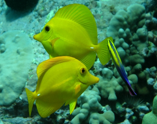 Robert Wintner's two favorite posterchild species in his ongoing campaign to end the aquarium trade in Hawaii, the Yellow Tang (Zebrasoma flavescens) and the Hawaiian Cleaner Wrasse (Labroides phthirophagus). Image credit: Karl Keller/Shutterstock