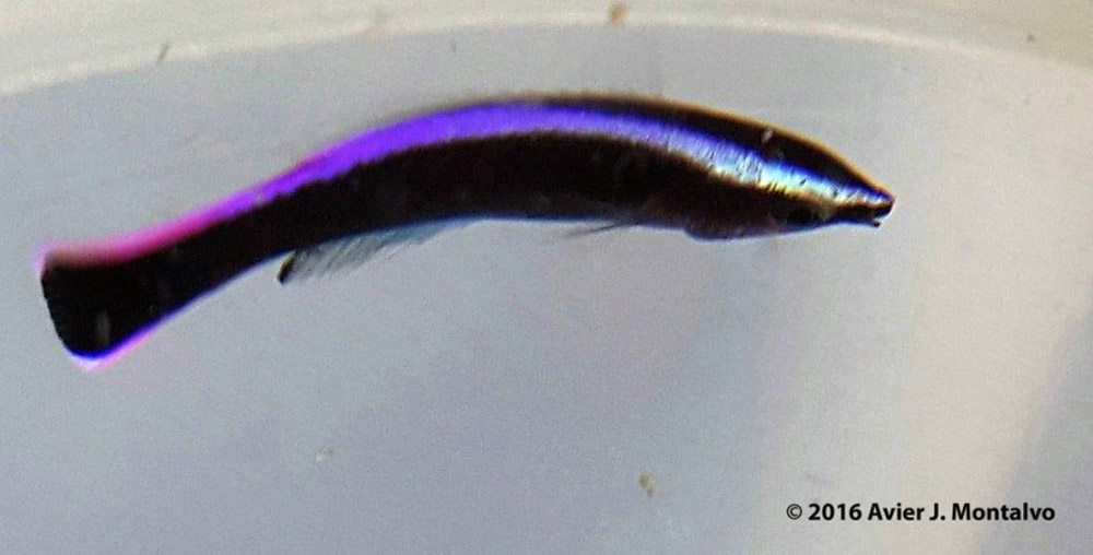 There is a single mated pair in the entire mix species tank. But that pair produced an egg that produced a larva that turned into this fish. This fish is the first of its kind to be reared in captivity, and it has significant implications for the conservation Pictured here at 91 dph, the juvenile had exhibited the narrow mouth, pointed head, and bright colors characteristic of this cleaner species. The multi-colored stripe had changed to resemble the distinctive purple coloration found on the adults, and the dark colored body was now jet black. 