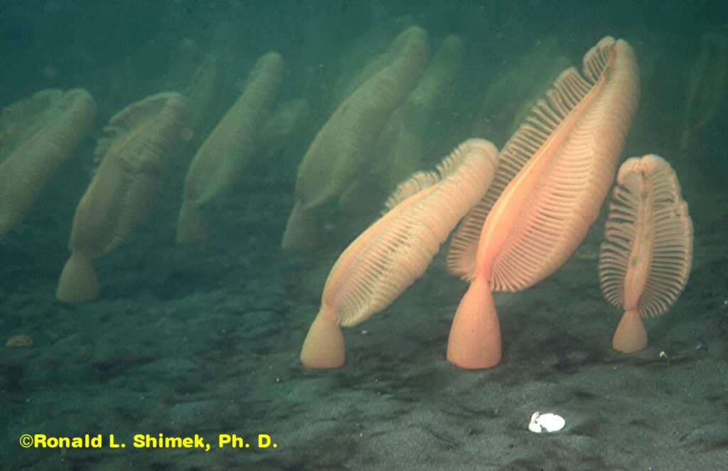 Sea pen (Ptilosarcus gurneyi) "bed" in Puget Sound at a depth of 10 m.