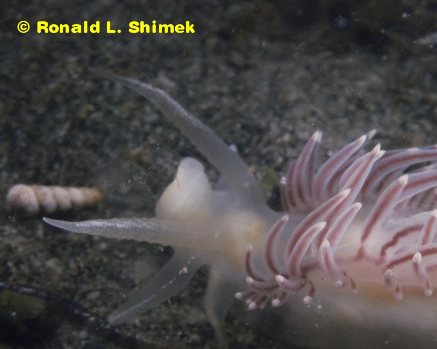 Flabellina trophina with "hair artifacts" - unmarked. Same nudibranch as illustrated above.