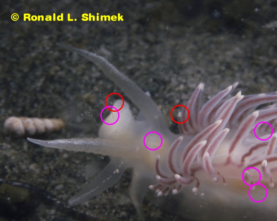 Flabellina trophina with "hair artifacts" - marked. 