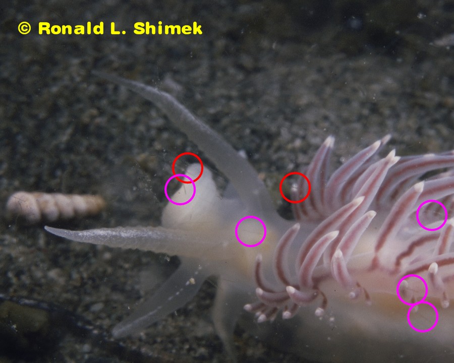 Flabellina trophina with "hair artifacts" - marked.