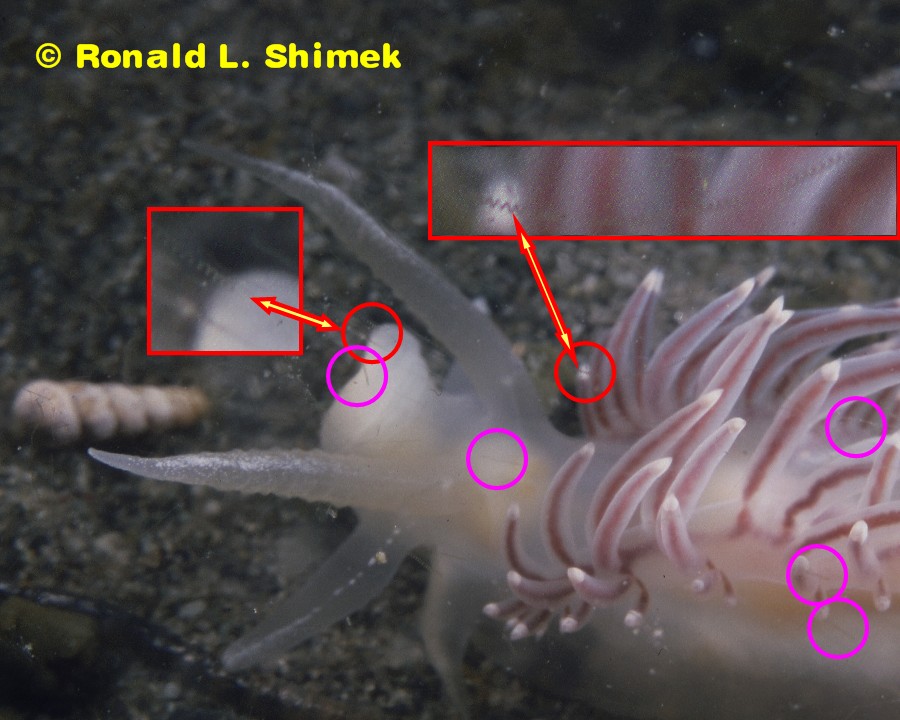 Flabellina trophina with "hair artifacts" - marked. 