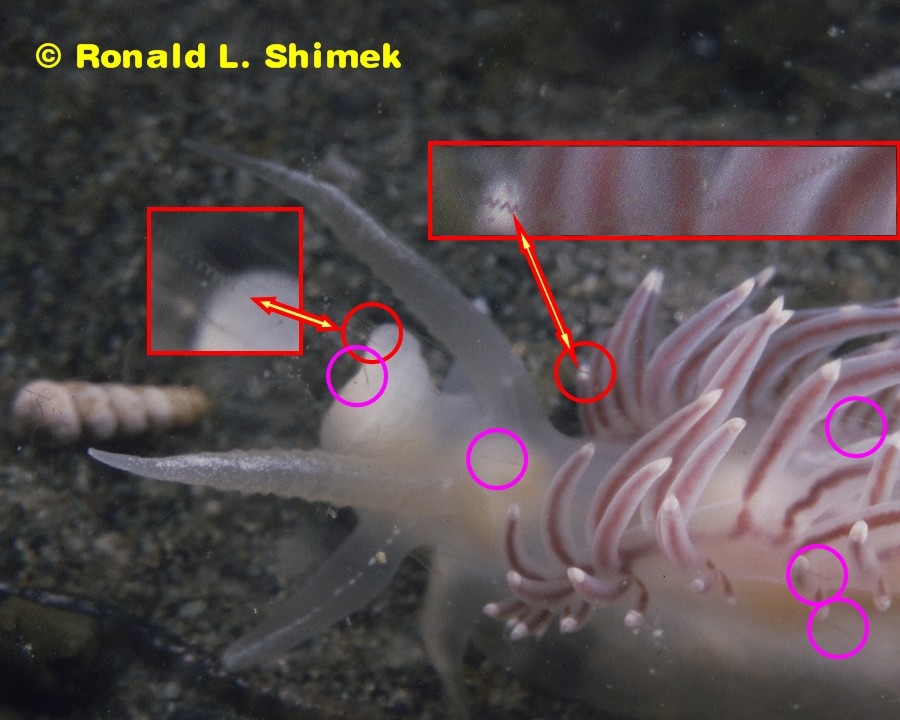 Flabellina trophina with "hair artifacts" - marked.