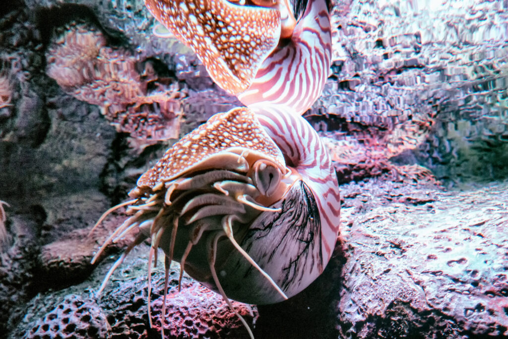 A Chambered Nautilus, on display at the Monterey Bay Aquarium. Image by Eric Kilby, CC-BY-SA-2.0