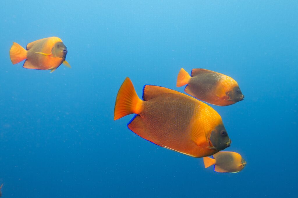 The Clarion Angelfish, Holacanthus clarionensis, is a somewhat rare species in the aquarium trade, typically selling for $2500 to $4000 per fish, and these days more commonly seen as a captive-bred offering out of Bali Aquarich. Image by Elias Levy, CC-BY-2.0