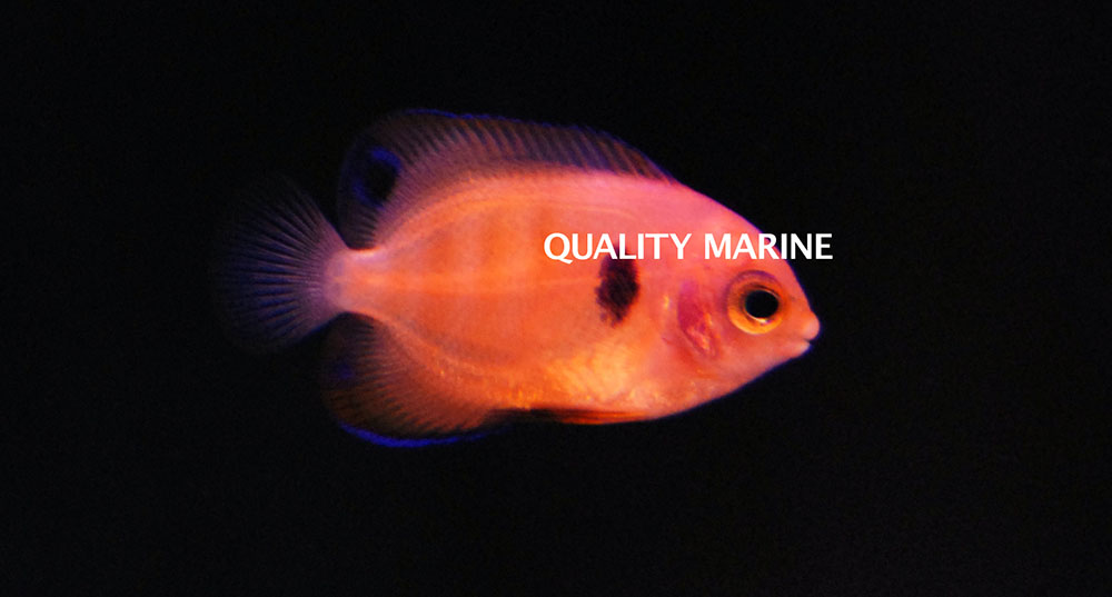 A first look at an aquacultured Flame Angelfish, Centropyge loricula, available through Quality Marine.