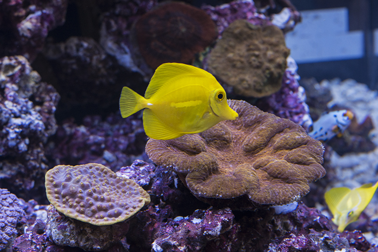 These fish, from the first batch of yellow tangs to be bred in captivity, are growing up healthy and appear to be thriving