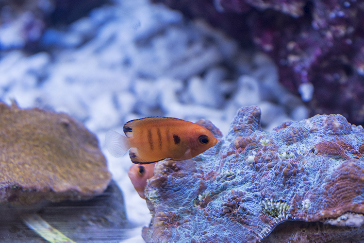 Quality Marine's captive-bred Flame Angels were among the highlights of their impressive, 100% aquacultured fish and coral display