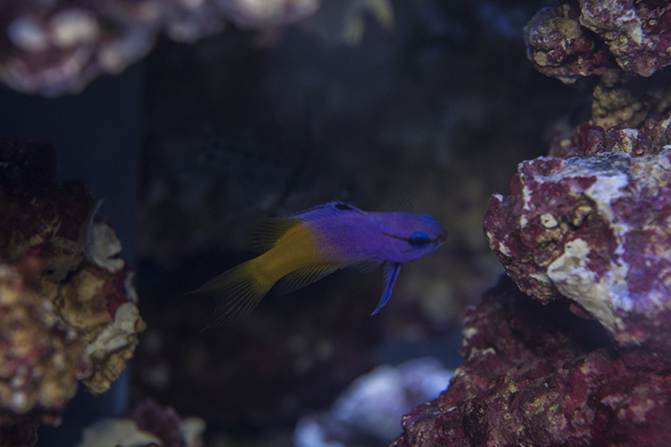 Captive-bred Royal Gramma were on display at Quality Marine's booth in their first public appearance